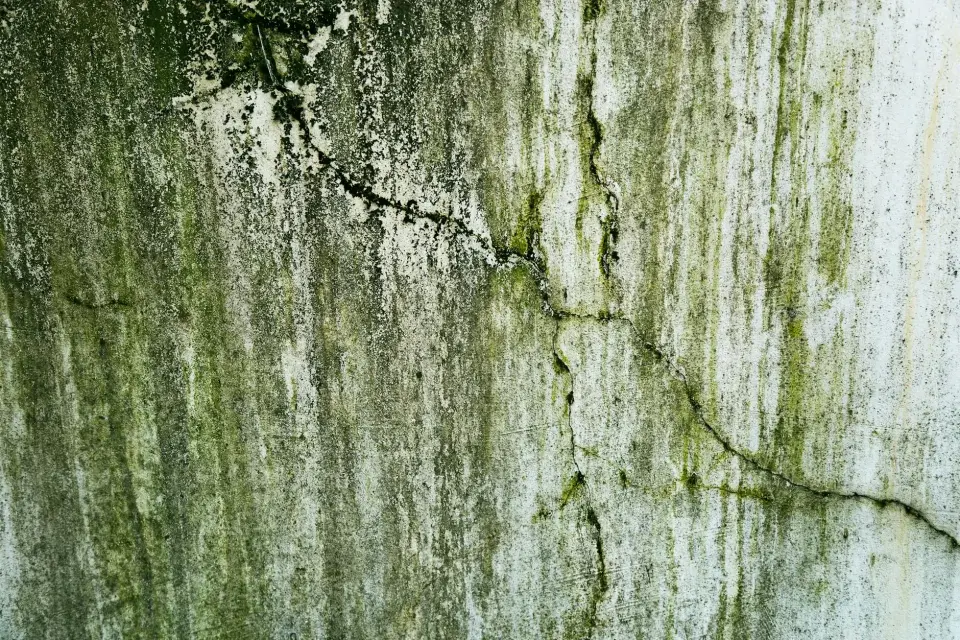 The Prime Pro Mold Removal Story: Dedicated to a Healthier Early, TX
